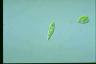 Euglena gracilis