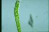 Euglena