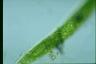 Euglena