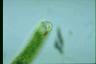 Euglena