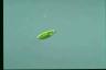 Euglena