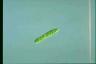 Euglena gracilis