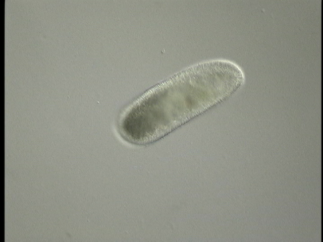 protist image