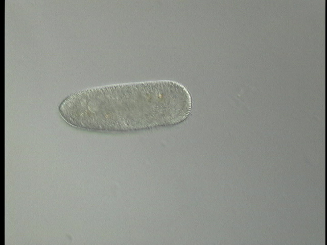 protist image