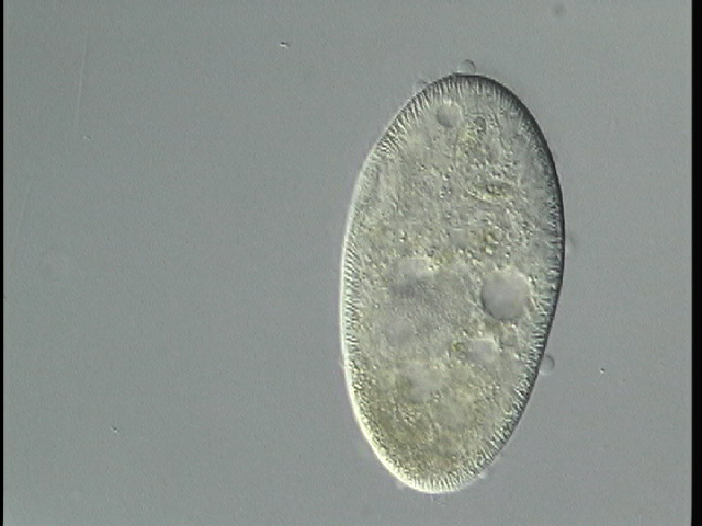 protist image