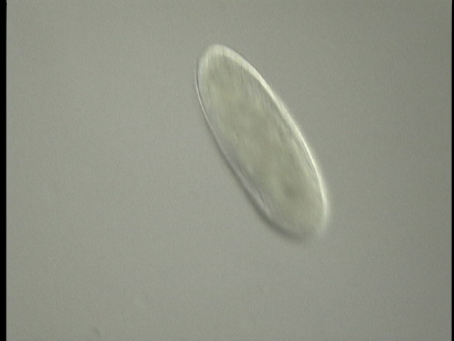 protist image