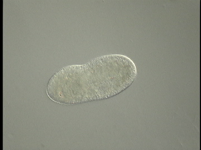 protist image