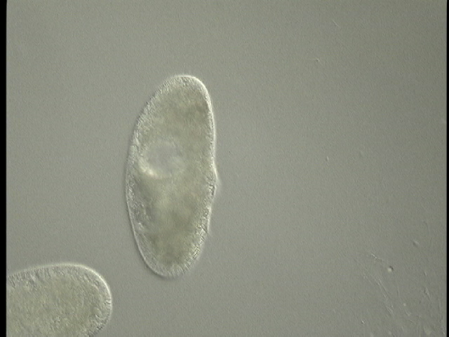 protist image