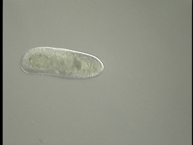 protist image