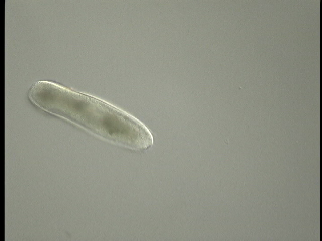 protist image