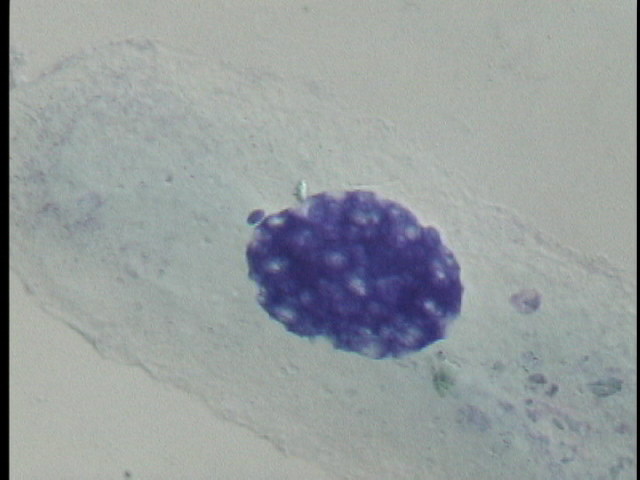 protist image