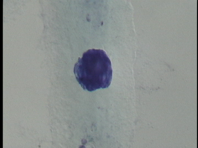 protist image