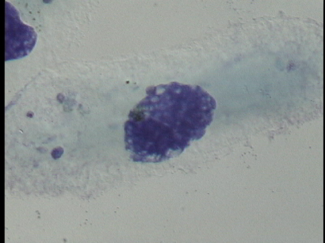 protist image