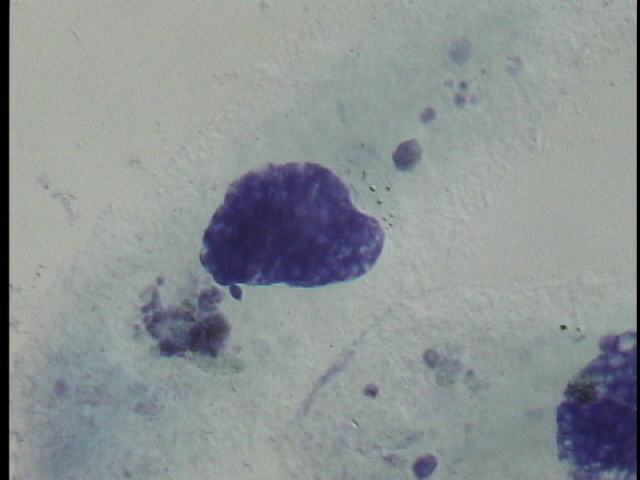 protist image