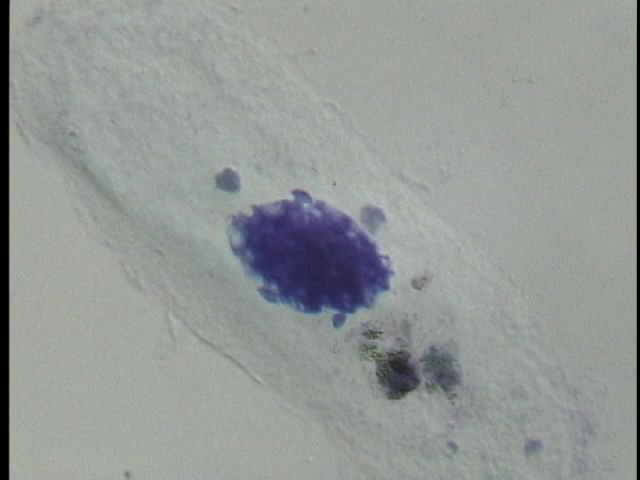 protist image