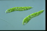 Euglena deses