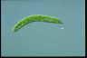 Euglena deses