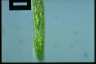 Euglena deses