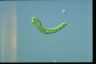 Euglena deses