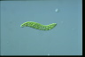 Euglena deses