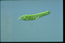 Euglena deses