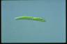 Euglena deses