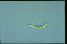 Euglena deses