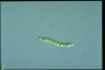 Euglena deses