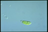 Euglena