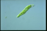 Euglena deses