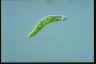 Euglena deses