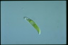 Euglena