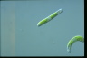 Euglena