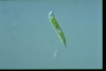 Euglena