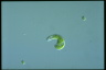 Euglena