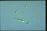 Euglena gracilis