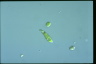 Euglena gracilis