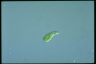 Euglena gracilis