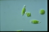 Euglena stellata