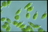 Euglena stellata