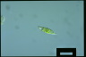 Euglena viridis