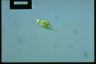 Euglena viridis