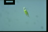 Euglena viridis