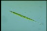 Euglena acus