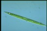 Euglena acus