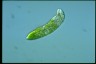 Euglena obtusa