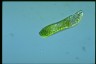 Euglena obtusa