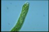 Euglena ehrenbergii