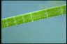 Spirogyra