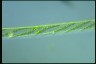 Spirogyra